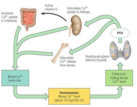 Endocrine System Parathyroid Hormone