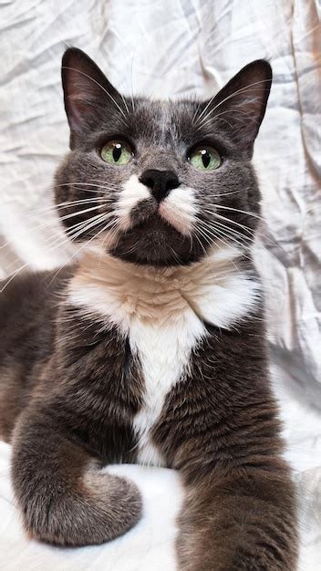 Um Gato De Olhos Verdes E Uma Mancha Branca No Peito Foto Premium