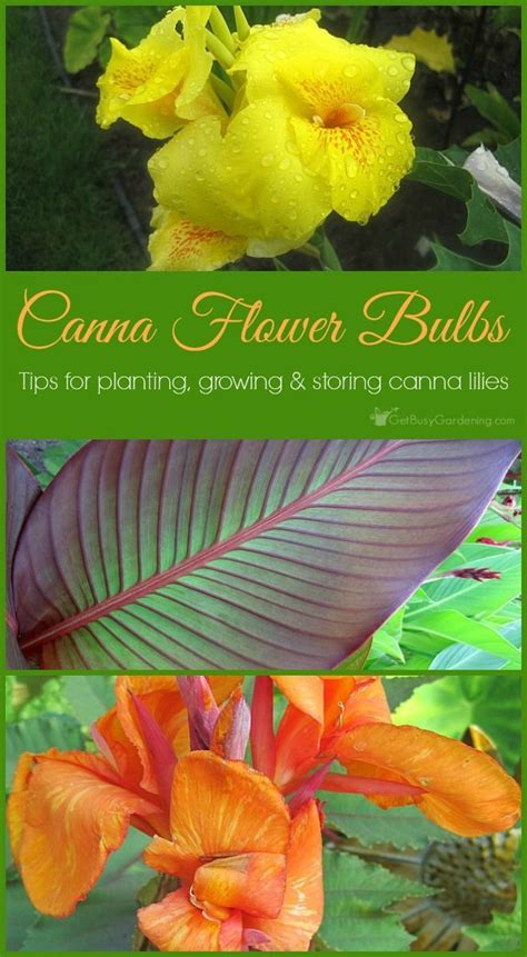 Canna Lily Care Guide Complete Guide For How To Grow Canna Lilies Artofit