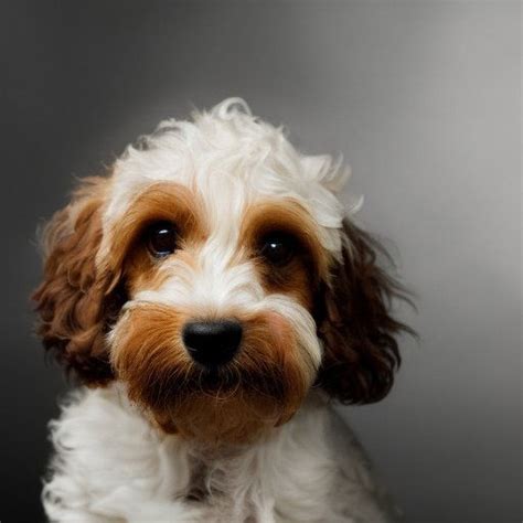 Cockapoo Information & Dog Breed Facts | Dogell.com