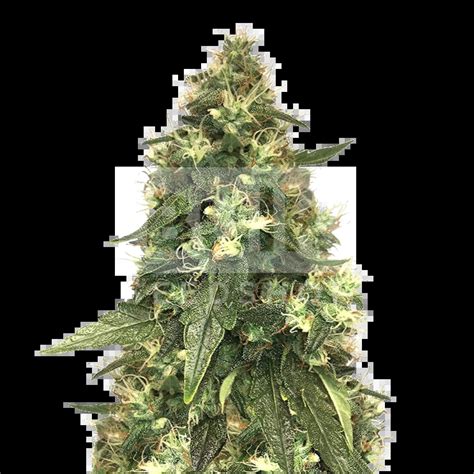 Northern Lights Autoflower Seeds Bulk Sale Bulkseedshop