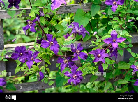 Clematis Perle Dazur Dazur Dazure Purple Mauve Climbers Climber Stock