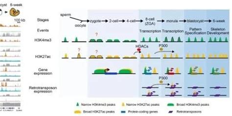 研究揭示组蛋白乙酰化在人类早期胚胎发育中的重编程规律及作用手机新浪网