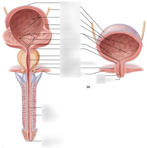 URINARY SYSTEM Diagram Quizlet