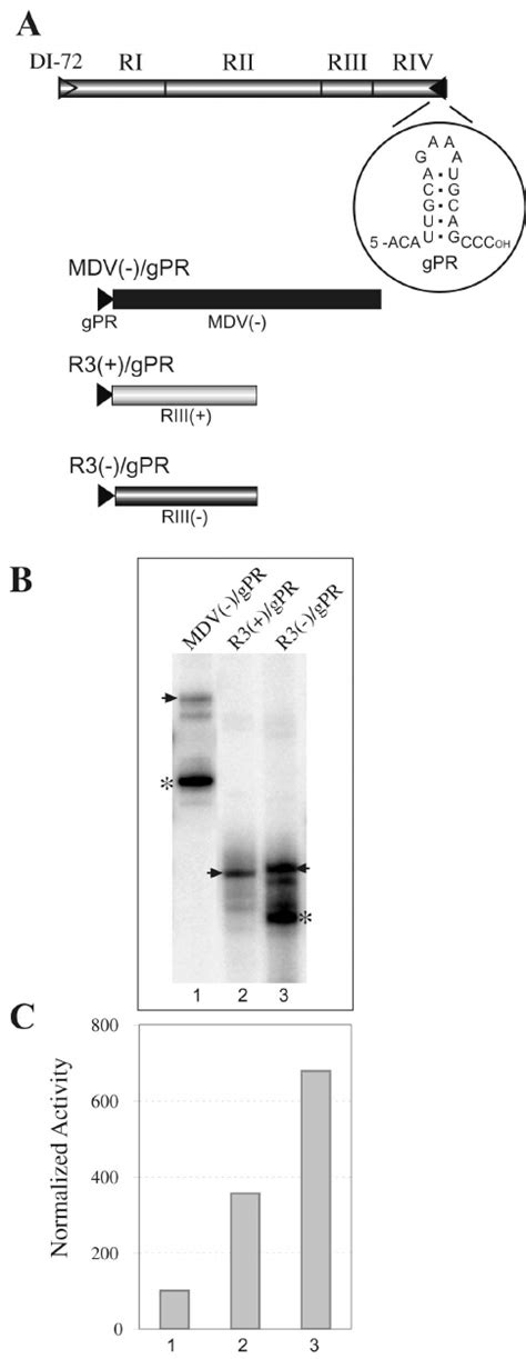 Region III Replication Enhancer Can Enhance RNA Synthe Sis From The