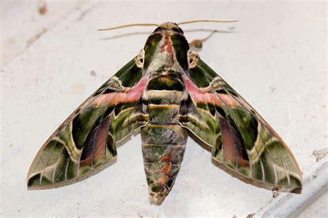 Flora Of Zimbabwe Insect Details Individual Images Daphnis Nerii Image1