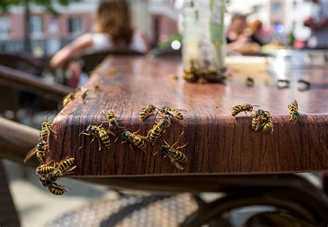 Bee Hornet And Wasp Removal In Ohio Prevent Pest Control