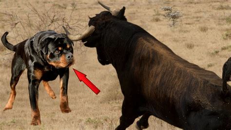 DESCUBRE 15 SECRETOS MÁS IMPACTANTES DEL ROTTWEILER YouTube