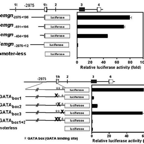 Gata Not Gata Binds And Transactivates The Hemgn Promoter A