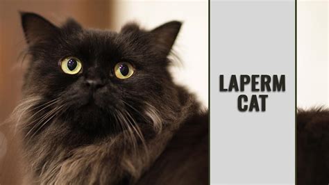 Laperm Cat Breed Information Petmoo