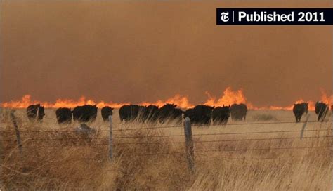 Texas Wildfires Burn Hundreds Of Square Miles The New York Times