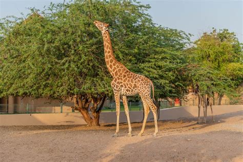 Beautiful Wild Animal Tall Giraffe in Al Ain Zoo Safari Park, United ...