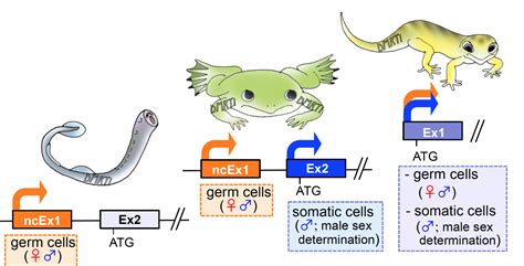 Study Finds Key Mechanism Important For Sex Determination In Vertebrates