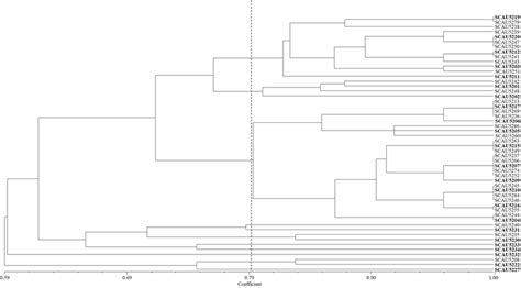 Upgma Dendrogram Based On The 16s R Dna Pcr Rflp Fingerprints Of