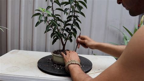 Portugal Laurel Prunus Lusitanica Bonsai Repot Youtube