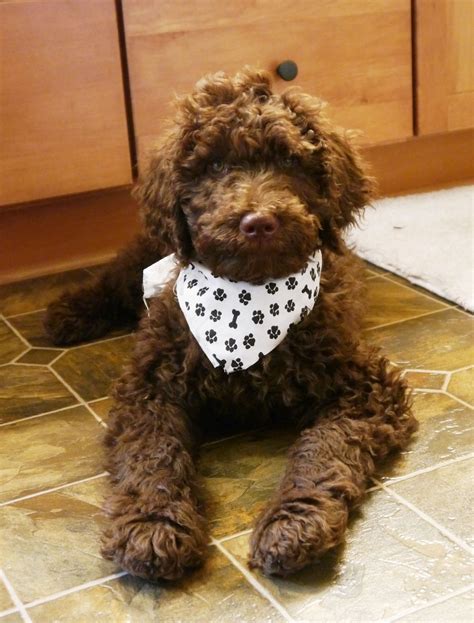 Chocolate Labradoodle Puppies Michigan / Ready Now - Daisy Chocolate ...