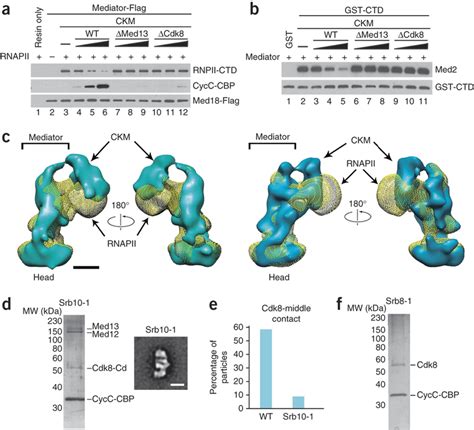 Interplay Between Ckm And Rnapii Interaction With Mediator A