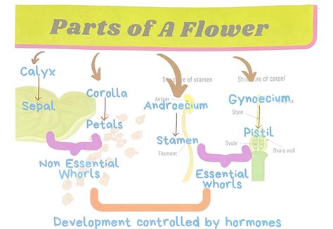 SOLUTION Sexual Reproduction In Flowering Plants With Tricky Diagrams