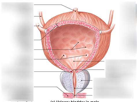 Bladder Diagram | Quizlet