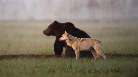 The rewilding: why wolves and bears are returning to Europe | Fast ...