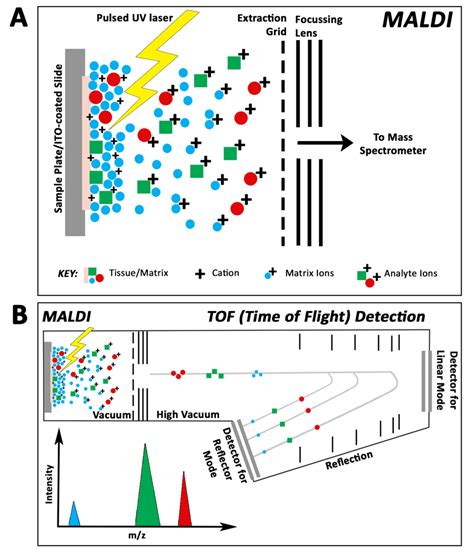 7 Principle Of Matrix Assisted Laser Desorption Ionisation Download Scientific Diagram