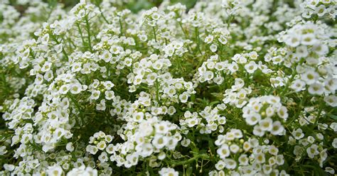 Low Growing Sun Perennials — Sunnyside Nursery