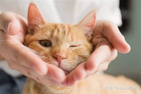 猫咪喜欢你到不行的 4 个表现！ 知乎