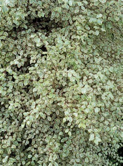 13 Best Pittosporum Varieties | Types of Pittosporum Plants