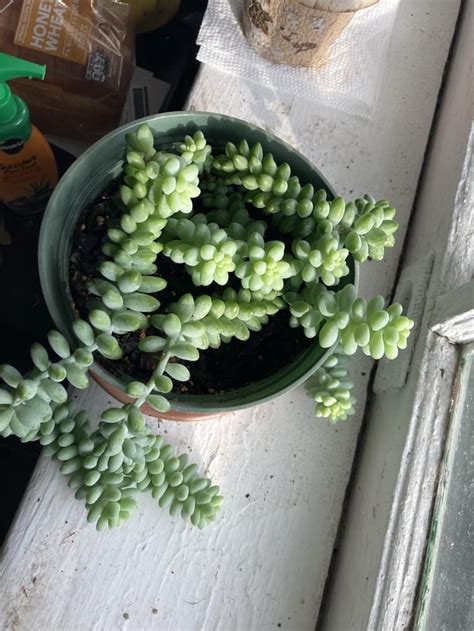 Advice on my Burros Tail : r/succulents