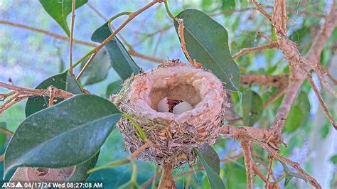 HATCH 1 Allen S Hummingbird Egg Number 1 Hatching Babyhummingbirds