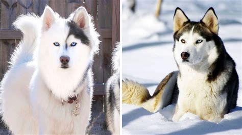 Razas De Perros Negro Con Blanco Bicolores Y Adorables Petlife