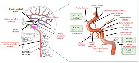 Arteria Carotida Interna Porciones