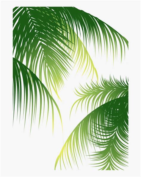 Euclidean Arecaceae Coconut Tree - Coconut Leaves Vector Png ...