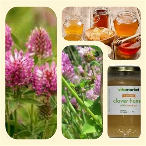 Clover Honey ️ - Sweet Honey Info