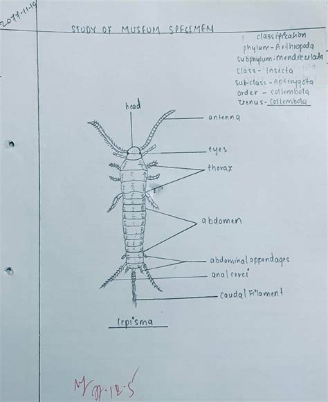 Arthropoda Museum Study: Peripatus & Lepisma -Comments & Diagram