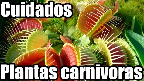 Como cuidar una planta carnívora Dionaea muscipula Venus