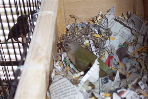 The Splendid Bourke Bird Blog: Lady Gouldian Finch Update