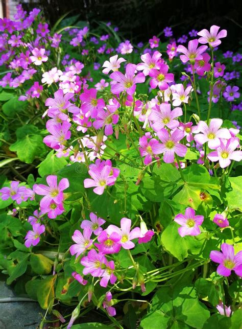 Pink Shamrock Flowers in Bloom Stock Image - Image of sunshine ...