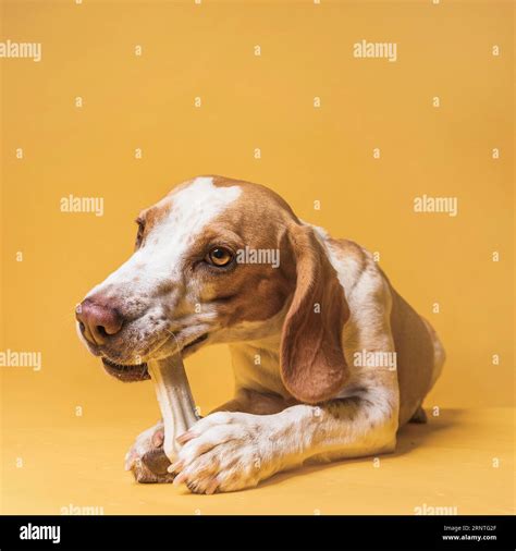 Front view beautiful dog eating bone Stock Photo - Alamy