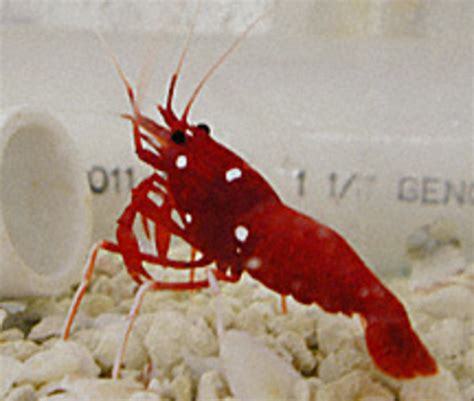 Blood Red Fire Shrimp Lysmata Debelius Premium Aquatics