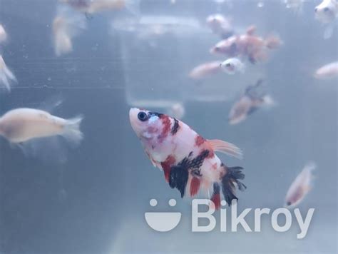 Beta Fish For Sale In Mirpur Bikroy