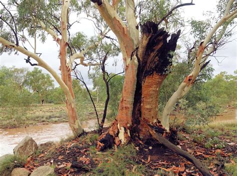 Eucalyptus Camaldulensis River Red Gum Ausemade