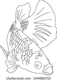 Plakat Betta Fish Line Art Stock Vector (Royalty Free) 1949803753 | Shutterstock