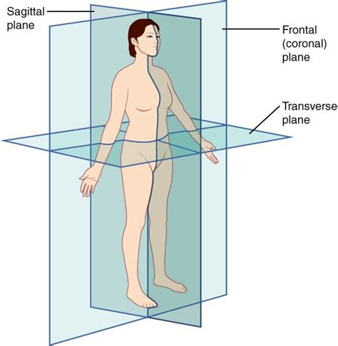 3 Planes of Movement: Sagittal, Frontal, and Transverse Exercises