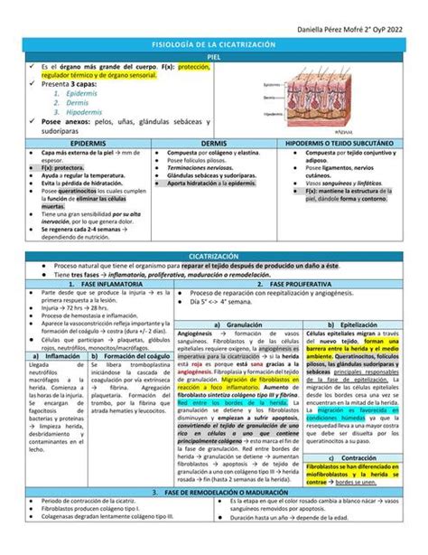 FISIOLOGÍA DE LA CICATRIZACIÓN DANIELLA CONSTANZA PÉREZ MOFRÉ uDocz