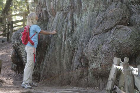 Sunday Drive Methuselah Tree An Old Soul On The Peninsula