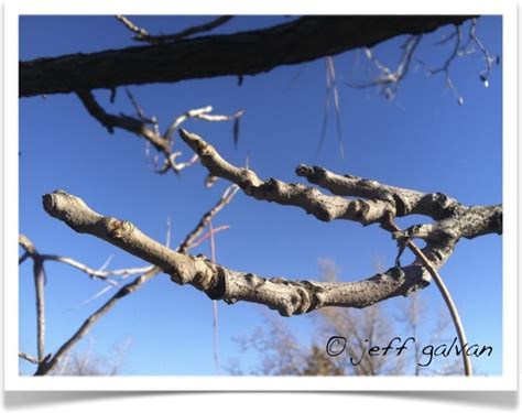 Kentucky Coffeetree – Twig | Boulder Tree Care - Pruning & Tree Removal ...