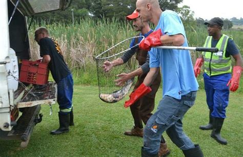 Watch Volunteers Rescue Fish From Willow Wilderness Park Bedfordview