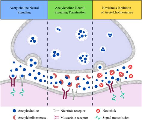 The Acetylcholine Pathway In Cholinergic Synapses And Interaction With Download Scientific