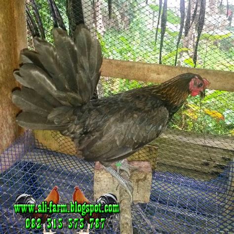 Ali Farm Ayam Import Filipina Betina